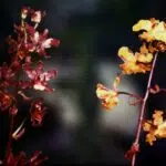 Cyrtopodium cristatum orchidee met witte bloemen en puntige bladeren.