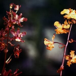 Cyrtopodium cristatum orchidee met witte bloemen en puntige bladeren.