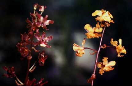 Cyrtopodium cristatum orchidee met witte bloemen en puntige bladeren.
