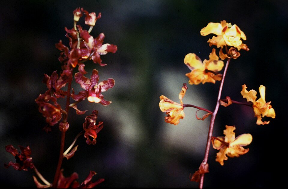 Cyrtopodium cristatum orchidee met witte bloemen en puntige bladeren.