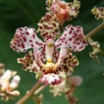 Paarse orchidee Cyrtopodium aliciae met groen blad en bloemen.