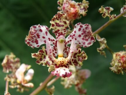 Paarse orchidee Cyrtopodium aliciae met groen blad en bloemen.