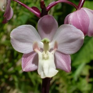 Cyrtopodium hatschbachii orchidee met paarse bloemen en groene bladeren.