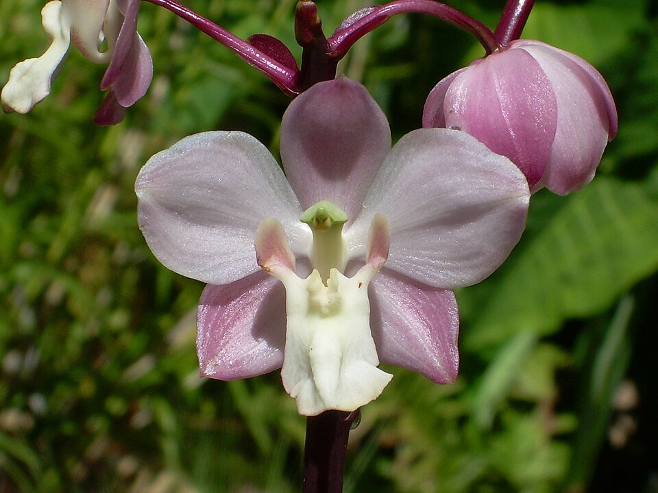 Cyrtopodium hatschbachii orchidee met paarse bloemen en groene bladeren.
