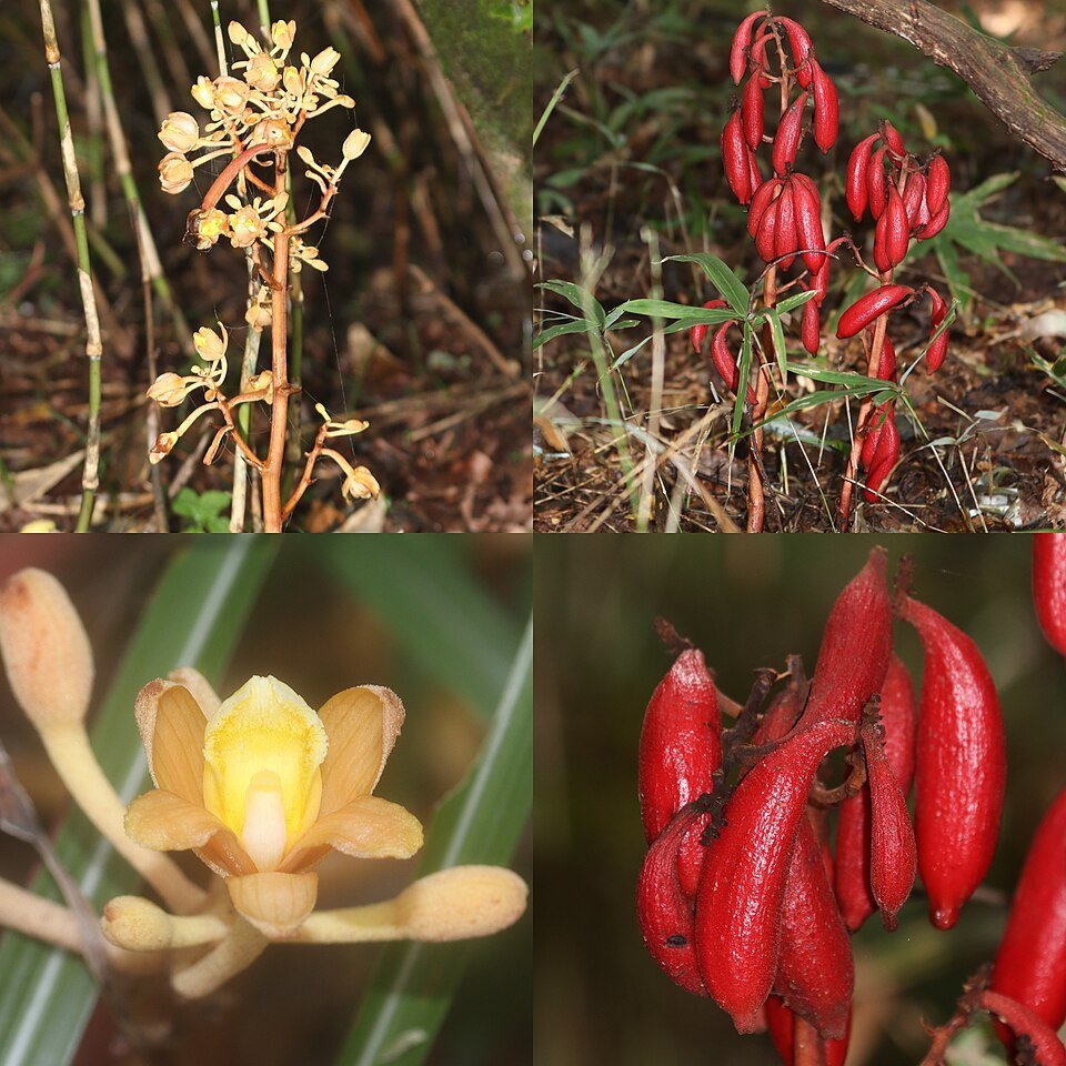 White and purple Cyrtosia septentrionalis orchid blooms on wooden background.