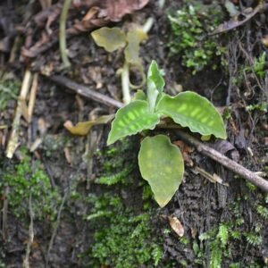Bloeiende Cystorchis variegata orchidee met groene en gele bloemen op Javaanse achtergrond.