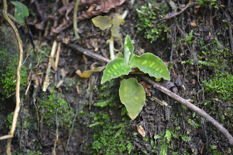 Bloeiende Cystorchis variegata orchidee met groene en gele bloemen op Javaanse achtergrond.