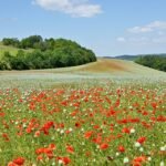 Roodbloeiende klaprozen in Tsjechische landschapsscène.