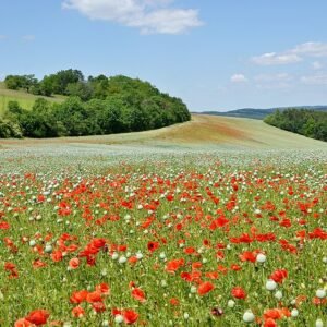 Roodbloeiende klaprozen in Tsjechische landschapsscène.