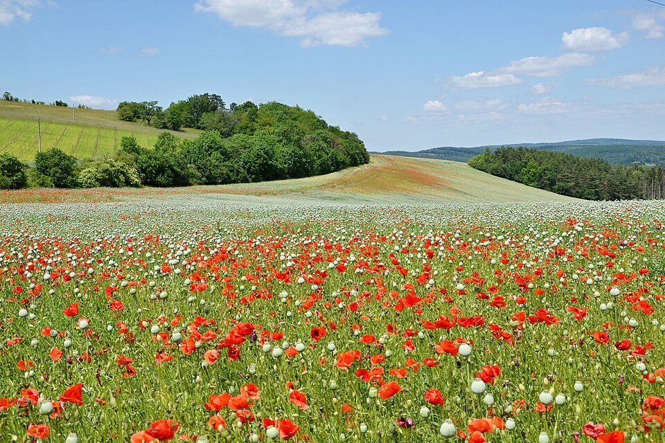 Roodbloeiende klaprozen in Tsjechische landschapsscène.