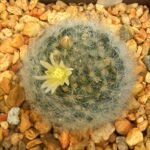 Mammillaria albicoma cactus with white woolly hairs and pink flower.