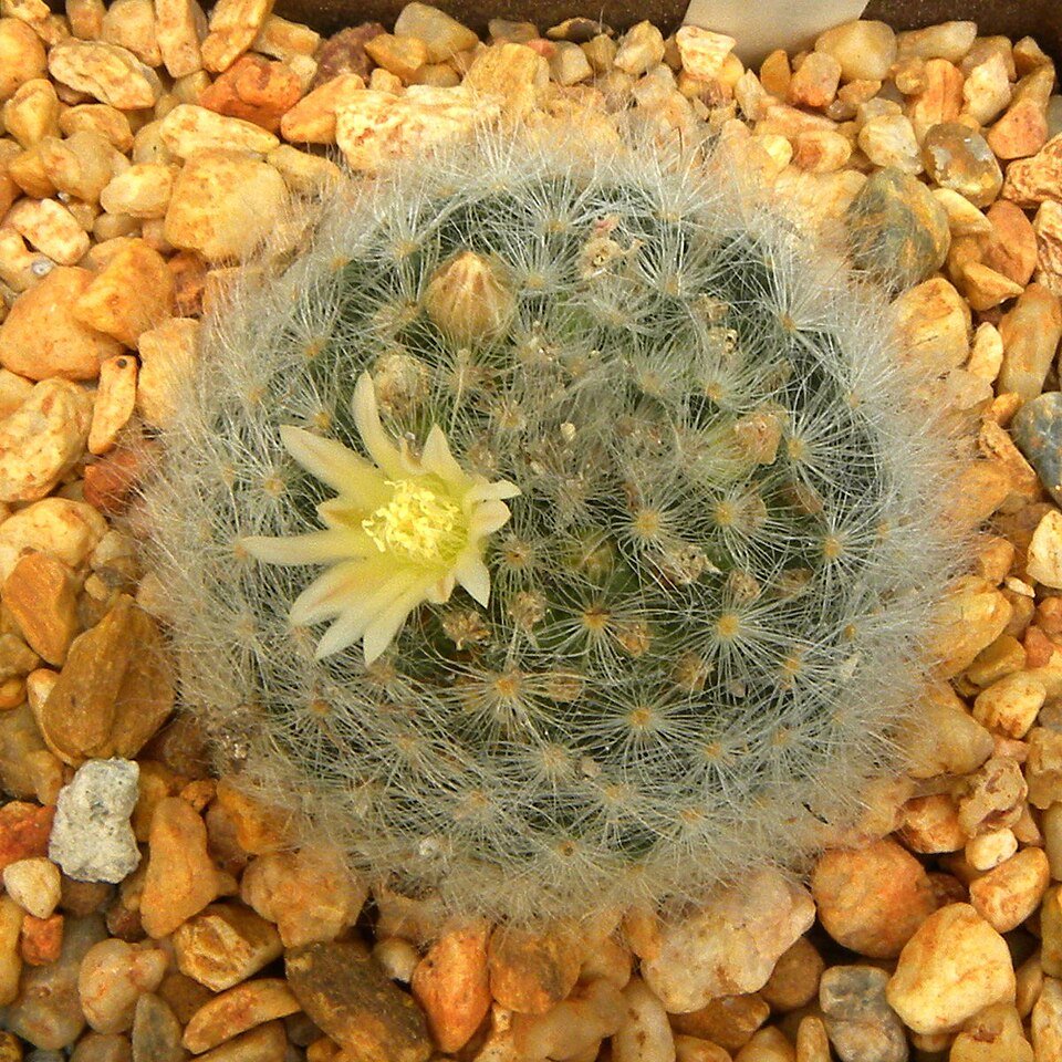 Mammillaria albicoma cactus with white woolly hairs and pink flower.