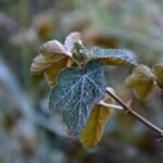 Rubus formosensis plant met groene bladeren en bloemen.
