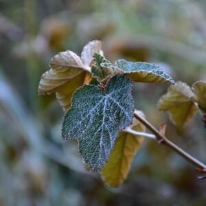 Rubus formosensis plant met groene bladeren en bloemen.