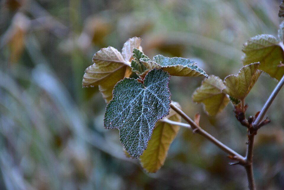 Rubus formosensis plant met groene bladeren en bloemen.