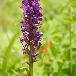 Dactylorhiza hatagirea orchidee bloemen op natuurlijke achtergrond.