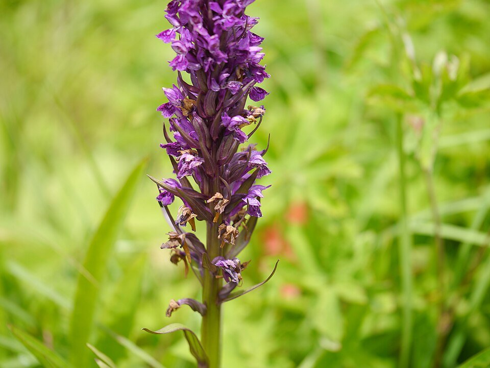 Dactylorhiza hatagirea orchidee bloemen op natuurlijke achtergrond.