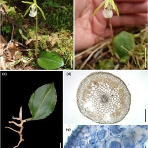 Dactylostalix orchidee in bloei met roze en witte bloemblaadjes, mycorrhizale interacties.