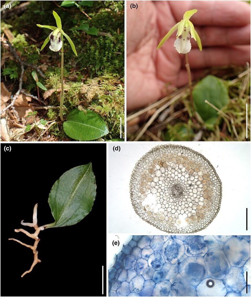 Dactylostalix orchidee in bloei met roze en witte bloemblaadjes, mycorrhizale interacties.