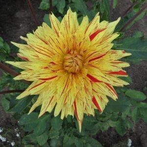 Dahlia bloem op kleigrond, winterhard - Biedermannsdorf variëteit.