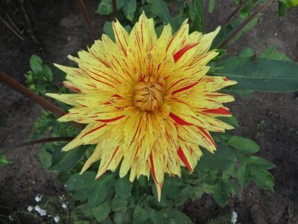 Dahlia bloem op kleigrond, winterhard - Biedermannsdorf variëteit.
