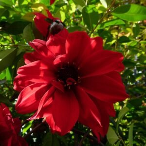 Rode Dahlia bloem met donkere bladeren op groene steel.