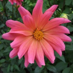 Dahlia bloem in fuchsia kleur met Karma Fuchsiana variëteit.