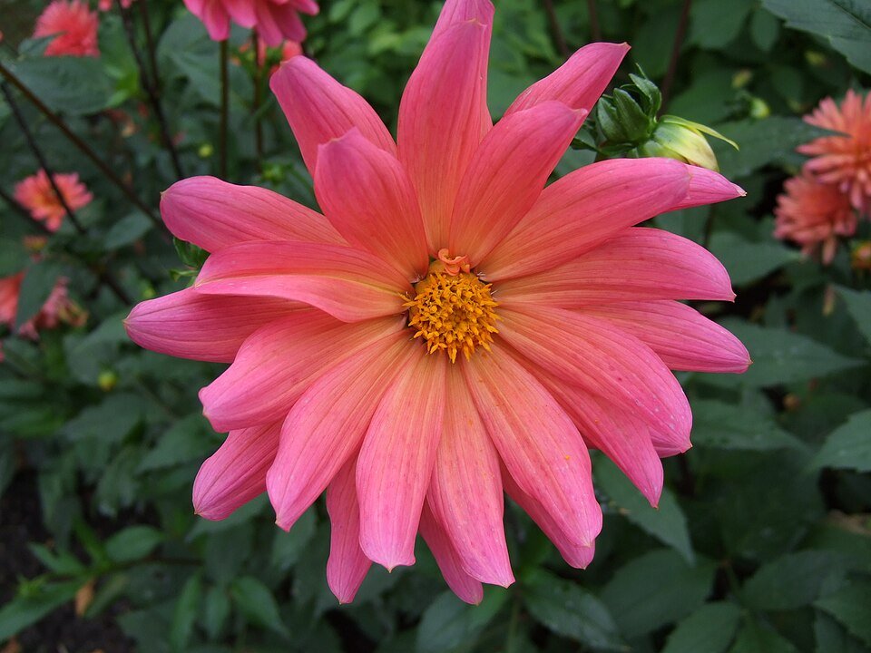 Dahlia bloem in fuchsia kleur met Karma Fuchsiana variëteit.