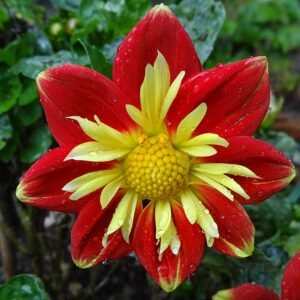 Dahlia bloemen in caboose vorm op witte achtergrond.