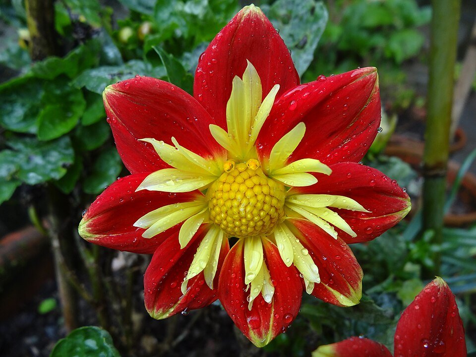 Dahlia bloemen in caboose vorm op witte achtergrond.