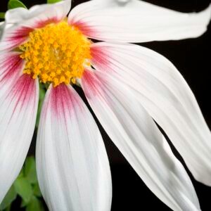 Roze en paarse Dahlia campanulata bloem met gedraaide bloembladen en groen blad.
