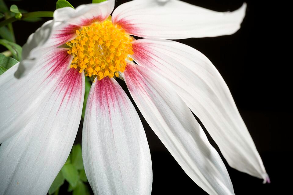 Roze en paarse Dahlia campanulata bloem met gedraaide bloembladen en groen blad.