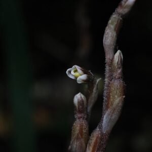 Green Danhatchia australis plant with long, slender leaves in pot.