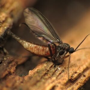 Dark-winged Fungus Gnat with distinct wing pattern on leaf.