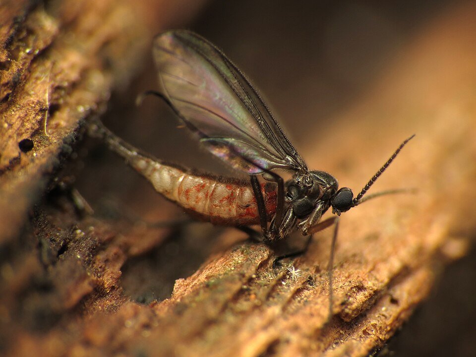 Dark-winged Fungus Gnat with distinct wing pattern on leaf.
