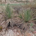 Groen sotol plant in pot.