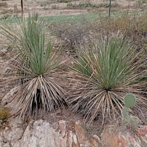 Groen sotol plant in pot.
