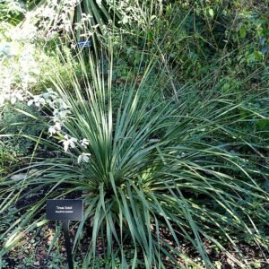 Sierlijke Dasylirion texanum plant in Zilker Botanische Tuin, Austin Texas.