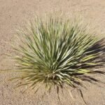 Sierlijke Dasylirion wheeleri plant met lange puntige bladeren in pot.