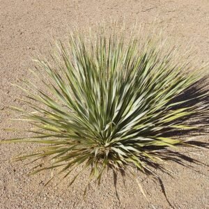 Sierlijke Dasylirion wheeleri plant met lange puntige bladeren in pot.