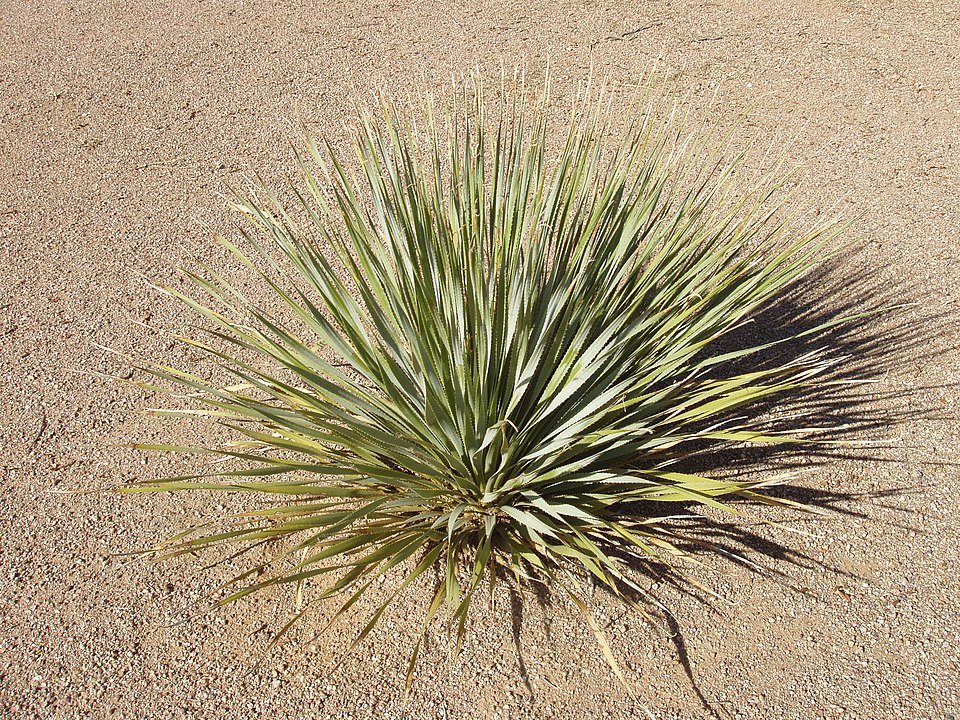Sierlijke Dasylirion wheeleri plant met lange puntige bladeren in pot.