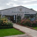 Bloeiende David C.H. Austin rozen in een tuin.