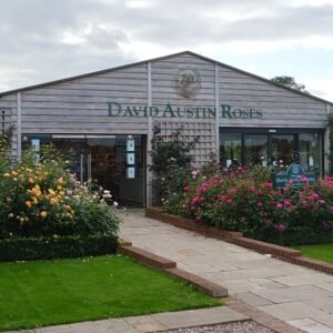 Bloeiende David C.H. Austin rozen in een tuin.