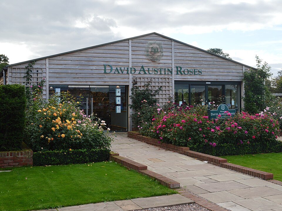 Bloeiende David C.H. Austin rozen in een tuin.