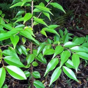 Decaspermum humile plant met groene bladeren en bruine stam.