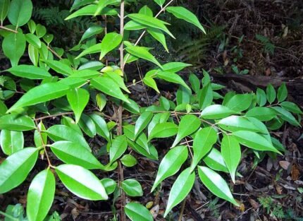 Decaspermum humile plant met groene bladeren en bruine stam.