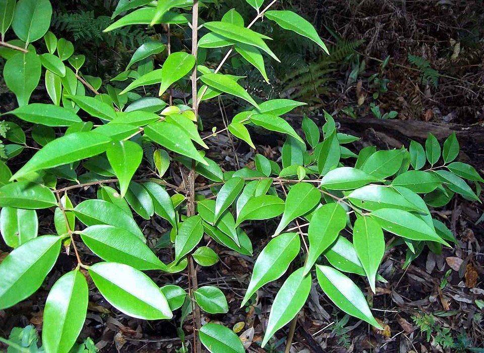 Decaspermum humile plant met groene bladeren en bruine stam.