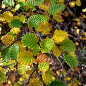 Nothofagus cunninghamii boom in Mt. Field National Park, Tasmanië.