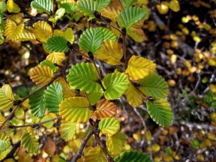 Nothofagus cunninghamii boom in Mt. Field National Park, Tasmanië.