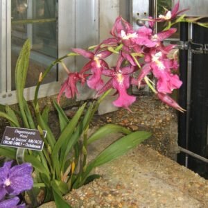 Prachtige bloeiende Degarmoara orchidee op groene stengel.